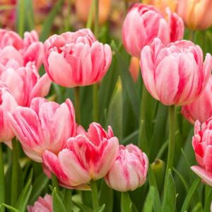 Tulpių 'Foxtrot' svogūnėliai