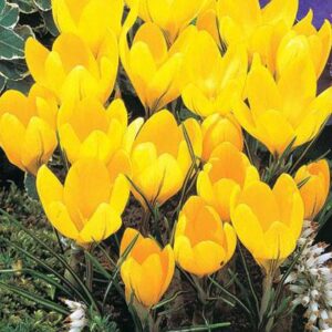 Krokų didžiažiedžių 'Yellow' svogūnėliai