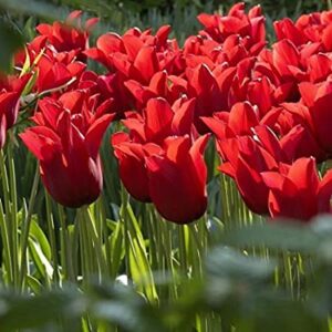 Tulpių 'Pieter de Leur' svogūnėliai