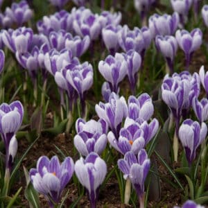 Krokų didžiažiedžių 'King Of The Striped' svogūnėliai