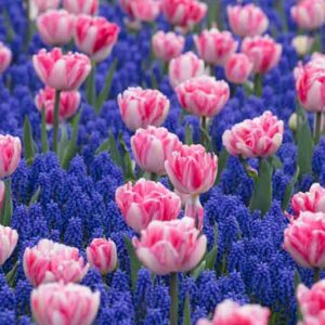 Tulpių 'Foxtrot' svogūnėliai