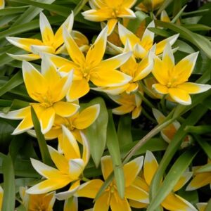 Tulpių 'Dasystemon Tarda' svogūnėliai