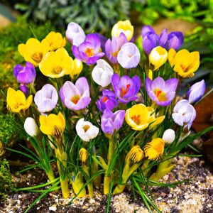 Krokų svogūnėlių miksas