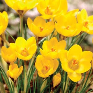 Krokų didžiažiedžių 'Yellow' svogūnėliai