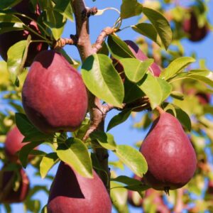 Nykštukinė kriaušė ‘Garden Red’