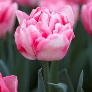 Tulpių 'Foxtrot' svogūnėliai