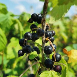 Stiebiniai juodieji serbentai 'Vernisaž'