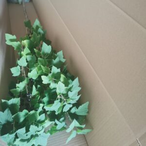 Stiebiniai juodieji serbentai 'Vernisaž'