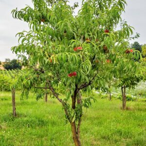 Persikas ‘Candor’