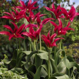 Sodriai rožinės spalvos tulpės su žaliais ir violetiniai potėpiais.