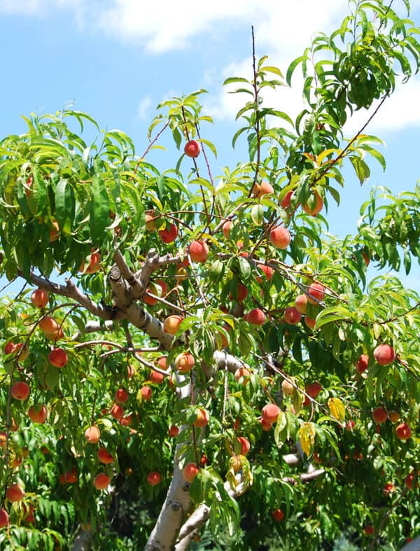 Persikas ‘Fruteria’