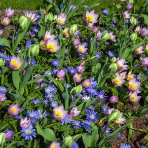 Tulpių 'Bakeri Lilac Wonder' svogūnėliai