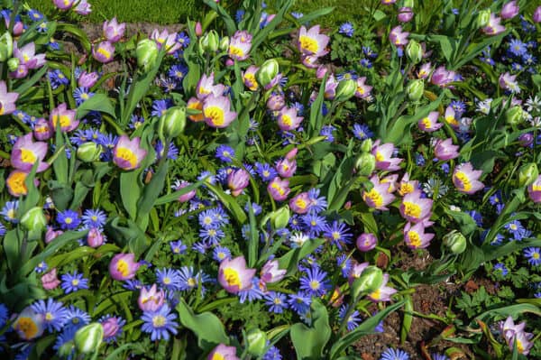 Tulpių 'Bakeri Lilac Wonder' svogūnėliai