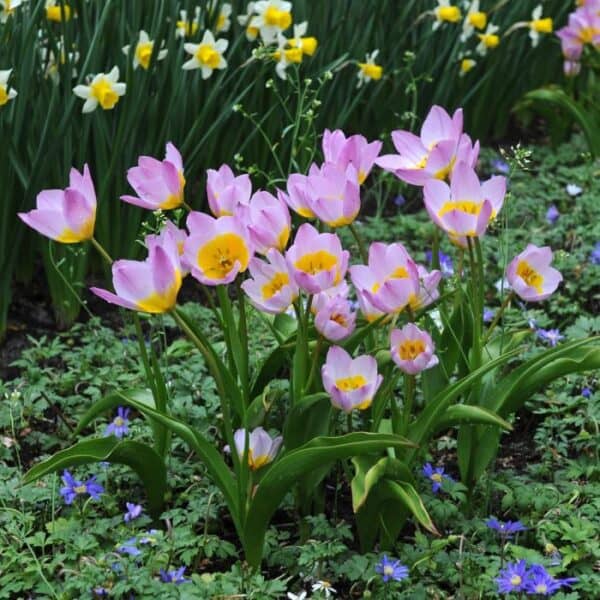 Tulpių 'Bakeri Lilac Wonder' svogūnėliai