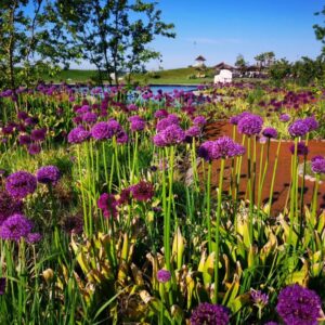 Dekoratyvinio česnako 'Ambassador' svogūnėliai