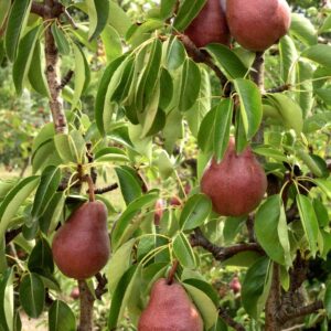 Nykštukinė kriaušė ‘Garden Red’