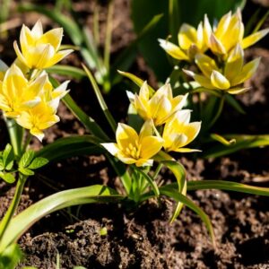 Tulpių 'Dasystemon Tarda' svogūnėliai