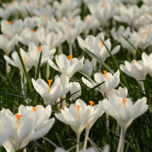 Krokų didžiažiedžių 'Jeanne D'Arc' svogūnėliai