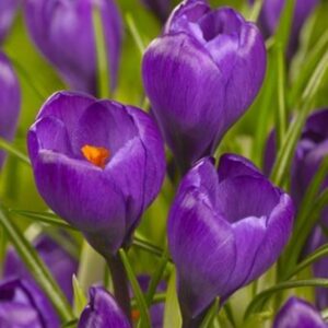 Krokų didžiažiedžių 'Flower Record' svogūnėliai