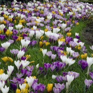 Krokų svogūnėlių miksas