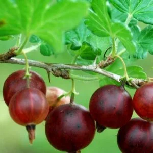 Stiebinis agrastas 'Karat'