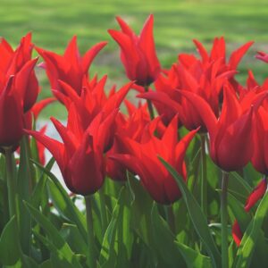 Tulpių 'Pieter de Leur' svogūnėliai