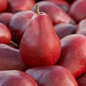 Nykštukinė kriaušė ‘Garden Red’