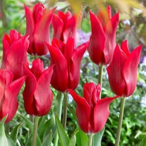 Tulpių 'Pieter de Leur' svogūnėliai