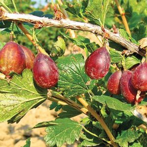 Stiebinis agrastas 'Karat'