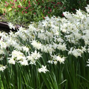 Narcizų 'Triandrus Thalia' svogūnėliai