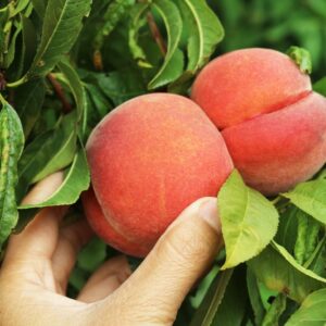 Persikas ‘Candor’