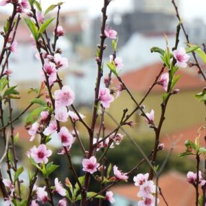 Persikas ‘Candor’