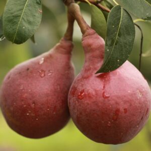 Nykštukinė kriaušė ‘Garden Red’