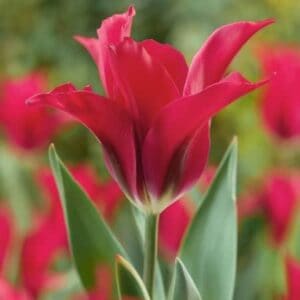 Sodriai rožinės spalvos tulpės su žaliais ir violetiniai potėpiais.