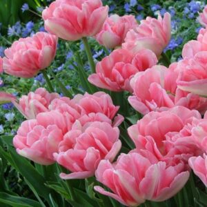 Tulpių 'Foxtrot' svogūnėliai