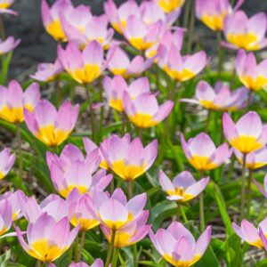 Tulpių 'Bakeri Lilac Wonder' svogūnėliai