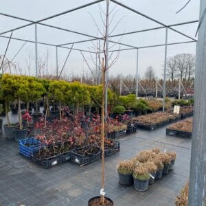 Tikroji metasekvoja 'Gold Rush'