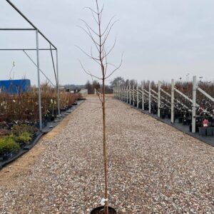 Tikroji metasekvoja 'Gold Rush'