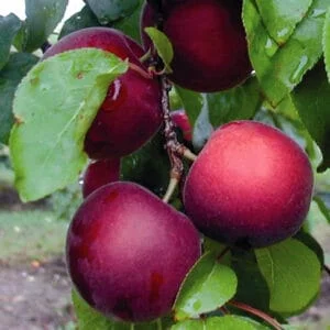 Abrikoso ir vyšnios hibridas ‘Aprikyra’