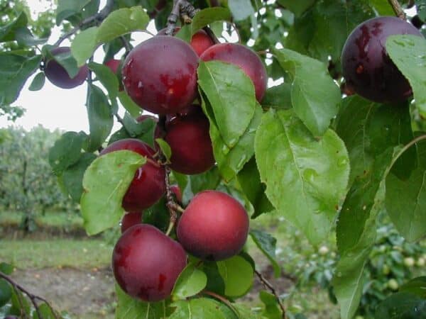 Abrikoso ir vyšnios hibridas ‘Aprikyra’