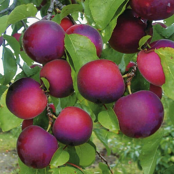 Abrikoso ir vyšnios hibridas ‘Aprikyra’