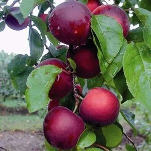 Abrikoso ir vyšnios hibridas ‘Aprikyra’