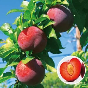 Abrikoso ir vyšnios hibridas ‘Aprikyra’