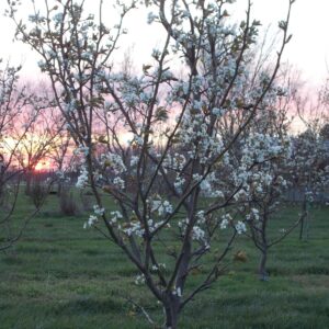 Azijietiška kriaušė 'Tsu-Li’