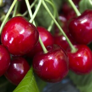 Trešnė 'Christiana'