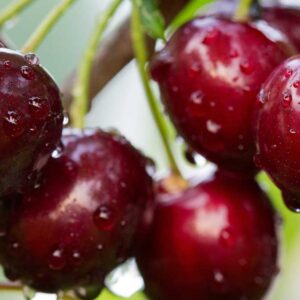 Trešnė 'Christiana'