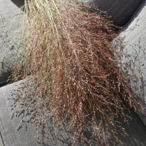 Stabilizuotos smilgos (Panicum virgatum) dekoravimui