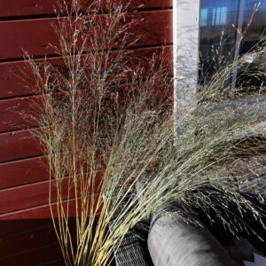 Stabilizuotos smilgos (Panicum virgatum) dekoravimui