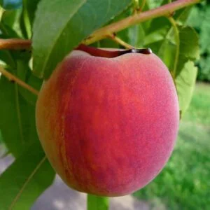 Persikas ‘Pamiat Ševčenki’