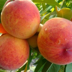 Persikas ‘Pamiat Ševčenki’